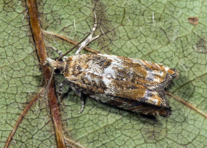 Tortricidae: Epinotia abbreviana ?  S !